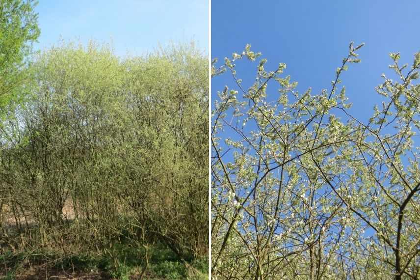 salix cinerea arbuste résistant au vent