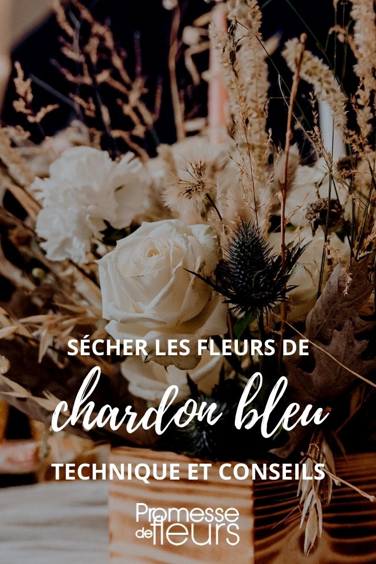 sécher les fleurs chardon bleu tuto