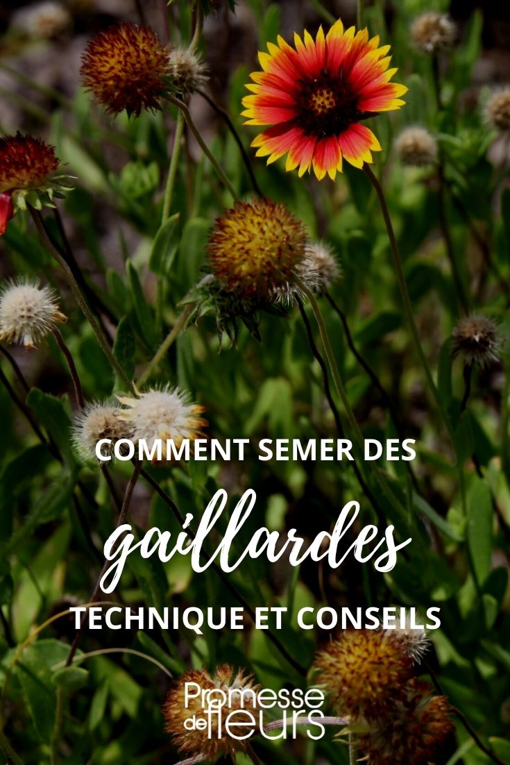 semer des gaillardes tuto