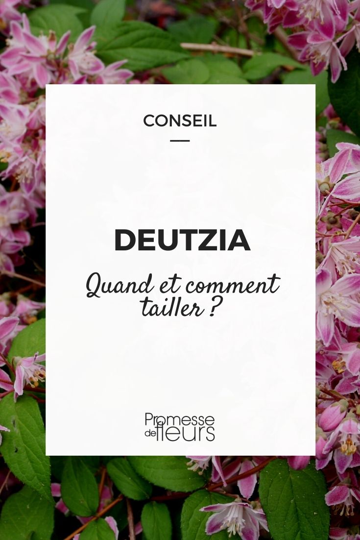 tailler deutzia