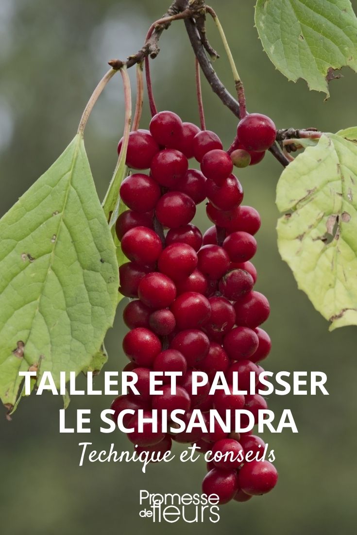 tailler palisser schisandra