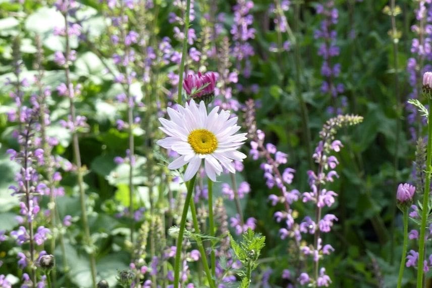 Associer la tanaisie jardin romantique