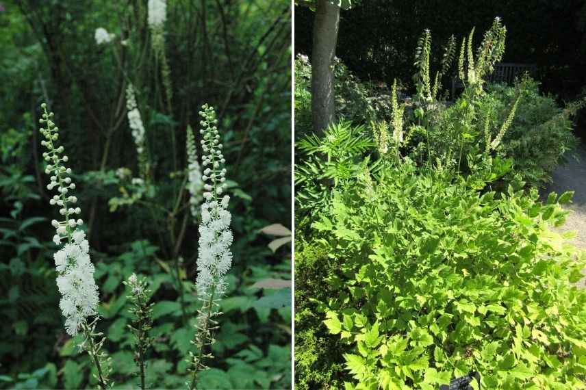 cierge d'argent, vivace pour jardin exposé nord