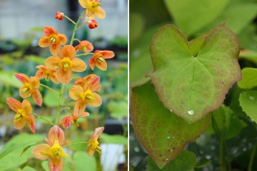 fleur des elfes, vivaces pour l'ombre