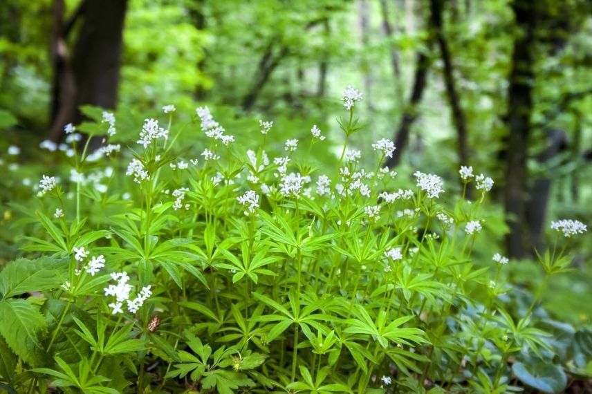 aspérule odorante, vivace pour l'ombre