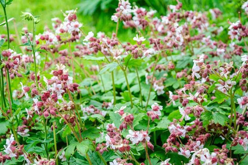 géranium à grosse racine, géranium gros rhizome, vivace d'ombre