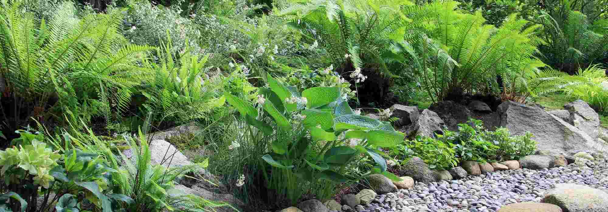 6 vivaces pour un jardin exposé au Nord