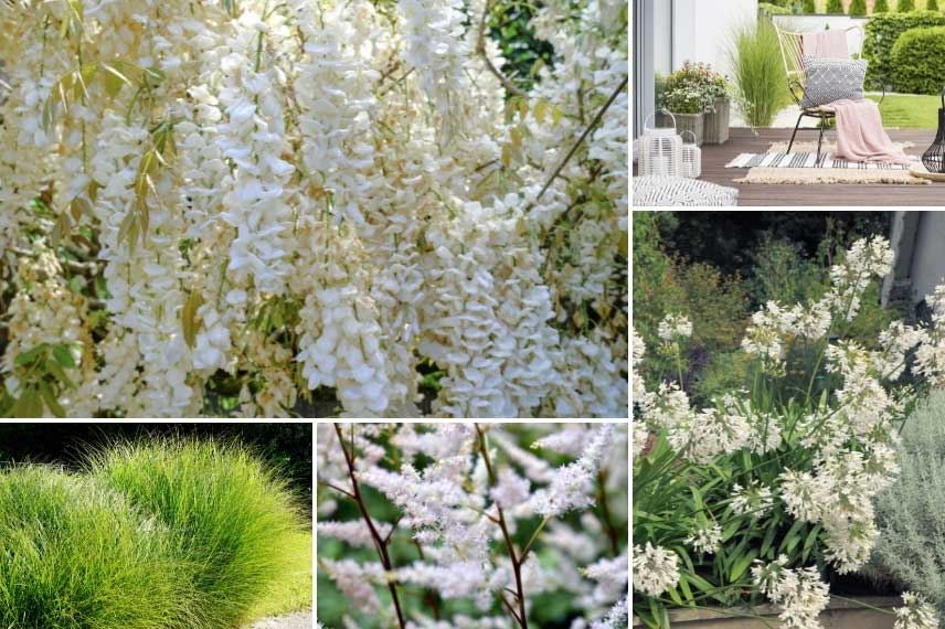 Glycine dans un jardin blanc