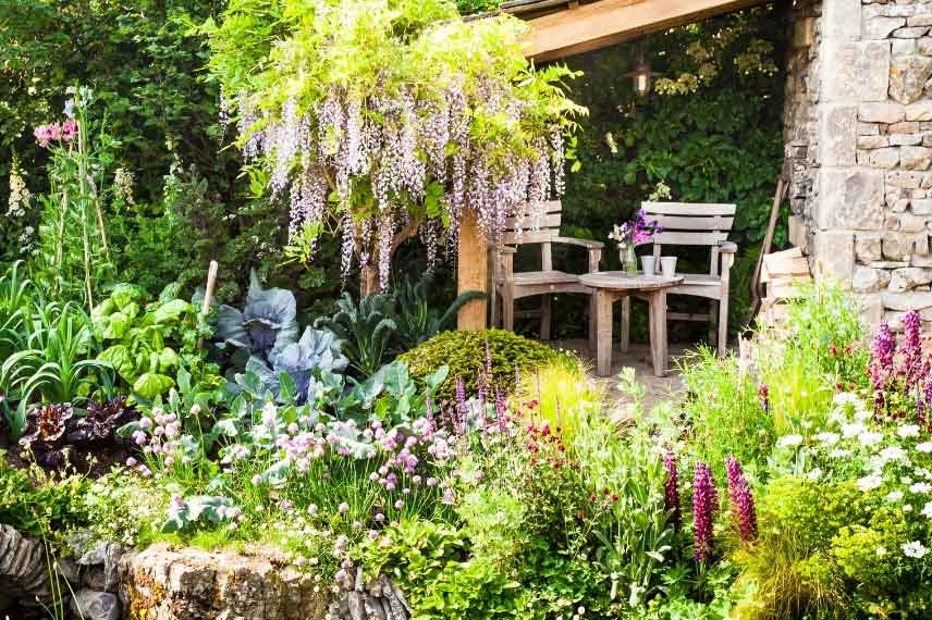 Glycine dans un jardin champêtre