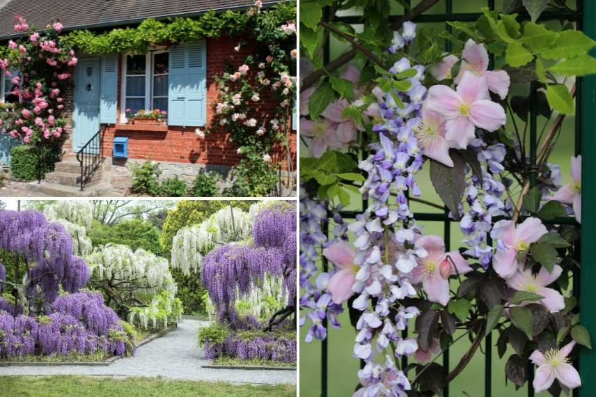 Glycine avec d'autres grimpantes