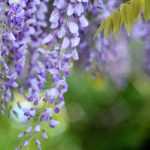 Comment associer une glycine ?