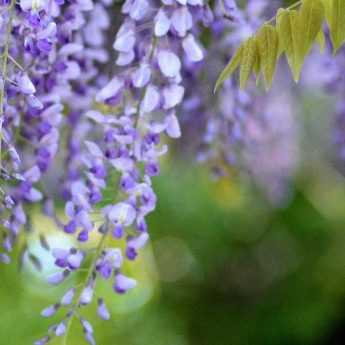 Comment associer une glycine ?