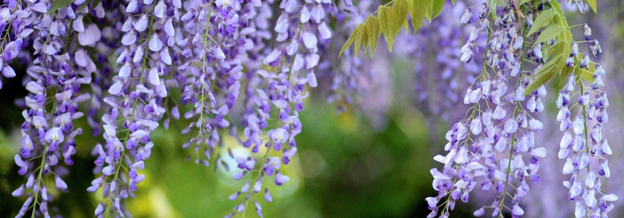 Comment associer une glycine ?