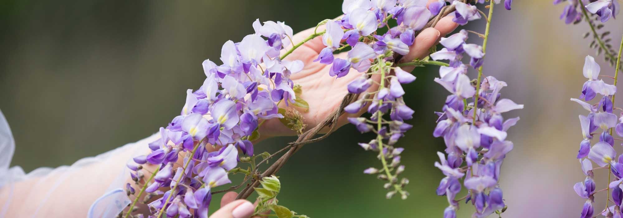 Quand et comment rabattre une glycine ? - Blog Promesse de fleurs