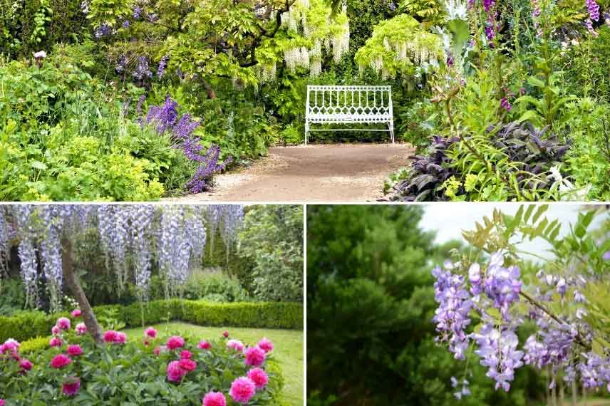 Glycine dans un jardin romantique