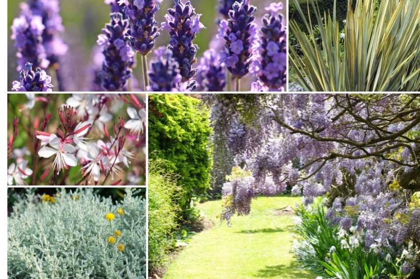 Glycine dans un jardin méditerranéen