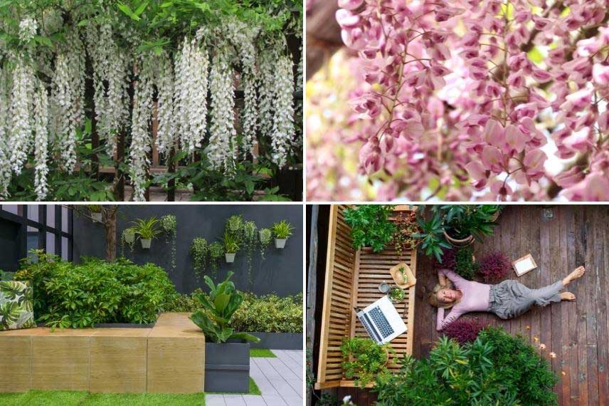 Wisteria en pot sur une terrasse