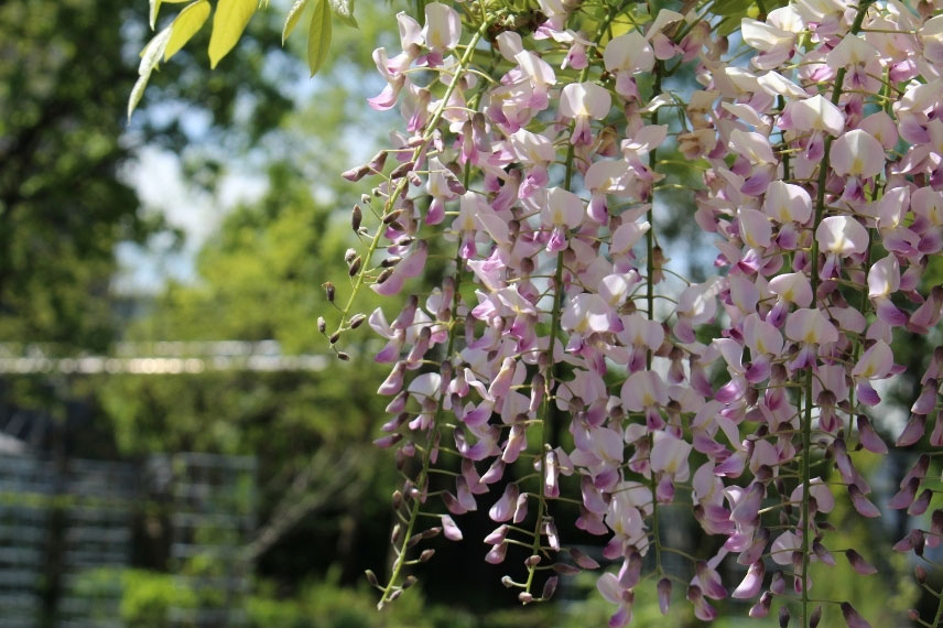 Glycine rose