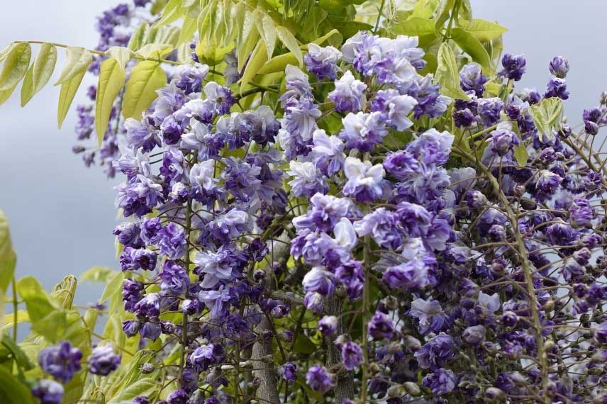 Glycine violette à fleurs doubles