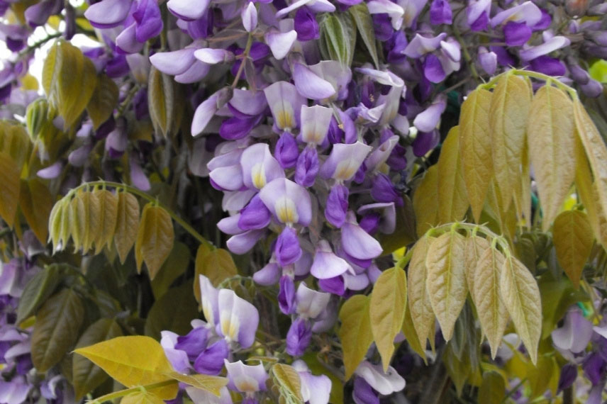 Glycine bicolore