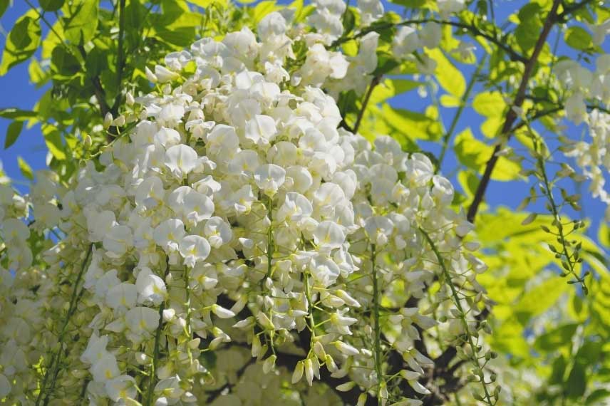 Glycine blanche