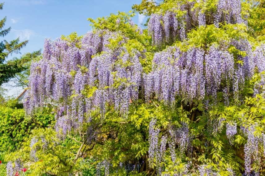 Glycine à longues grappes