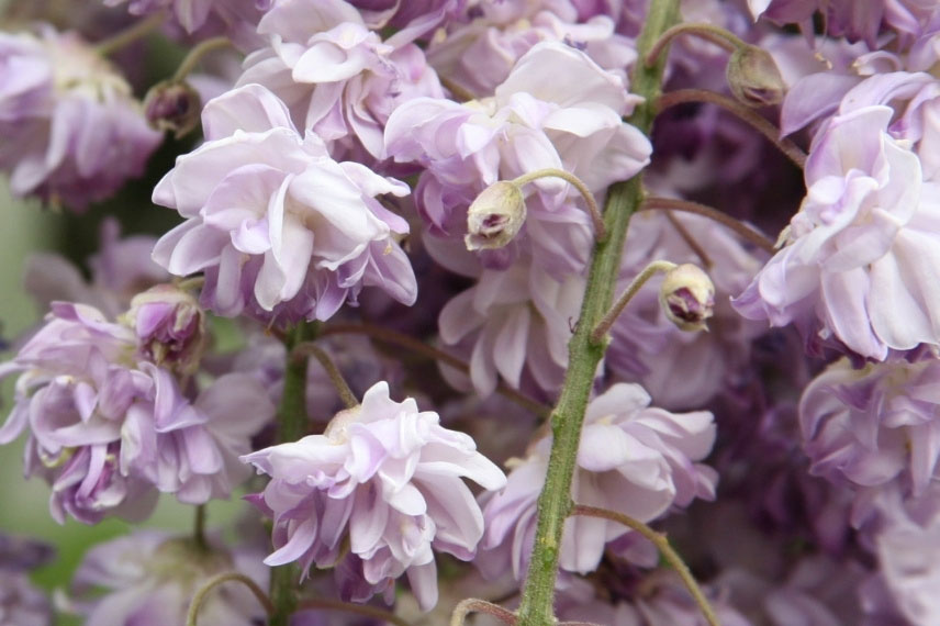 Glycine mauve