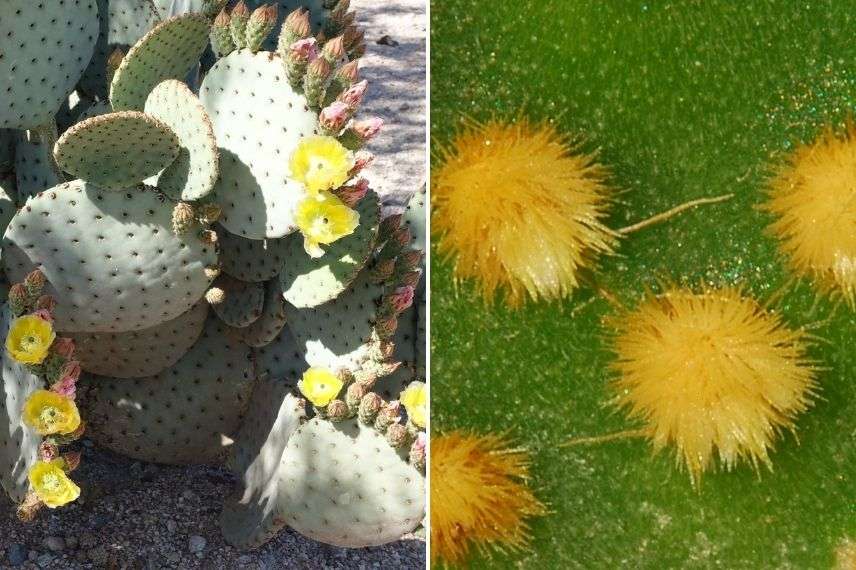 opuntia lubrica