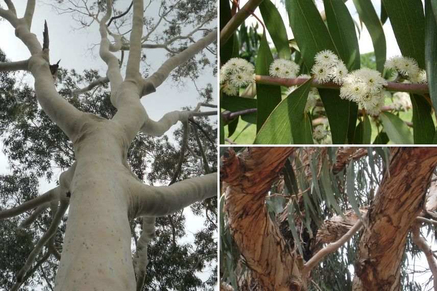 eucalyptus