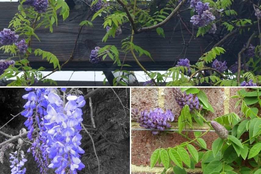 wisteria frutescens