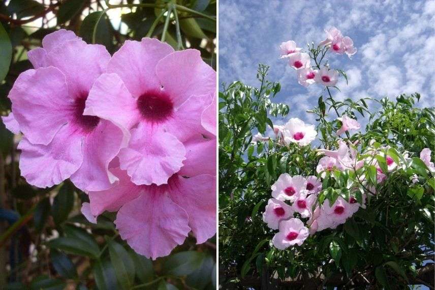 pandorea jasminoides rosea