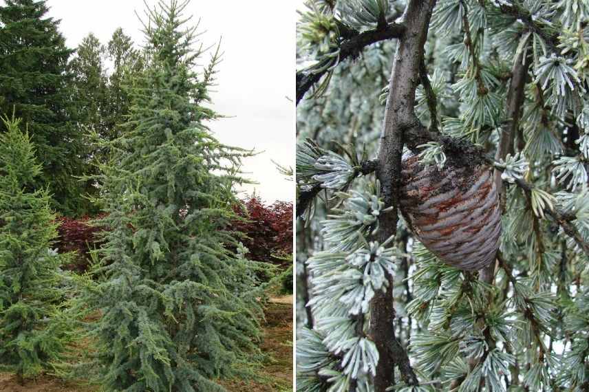 cedrus atlantica glauca