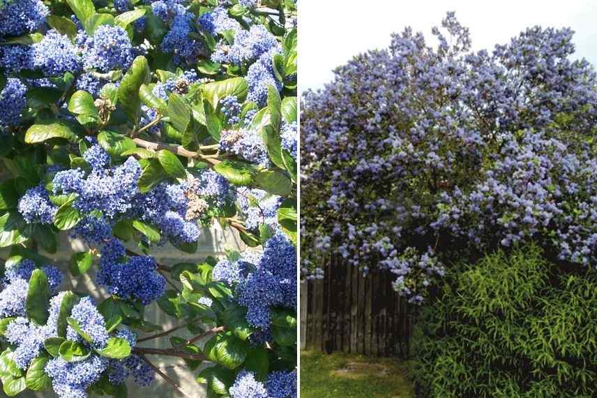 ceanothus arboreus