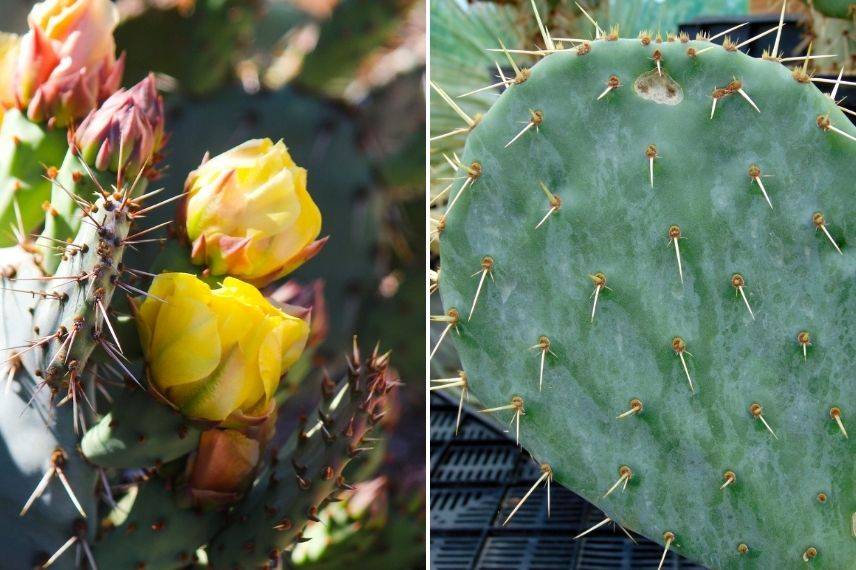 opuntia