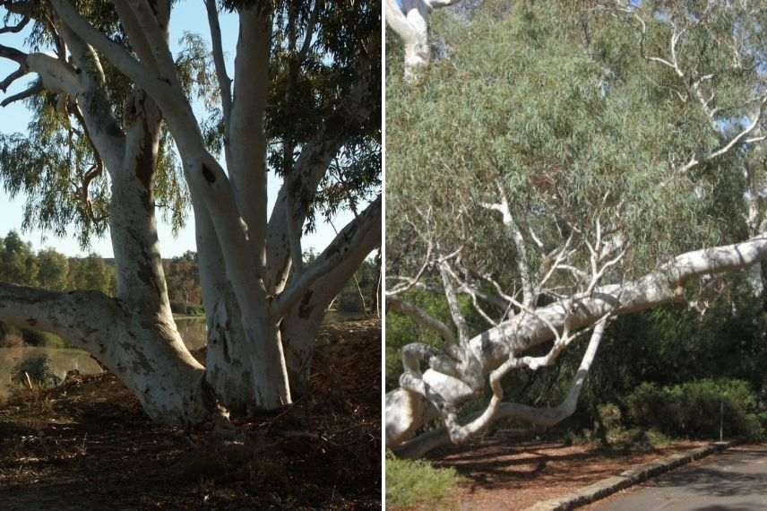 eucalyptus