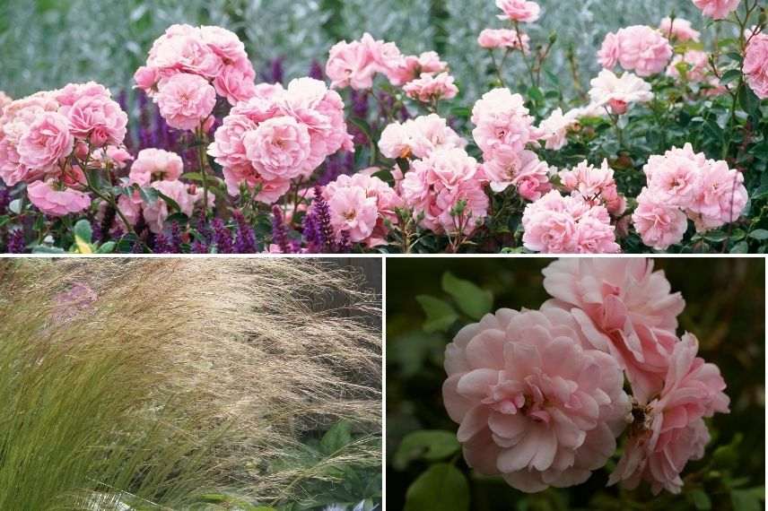 stipa et rosier