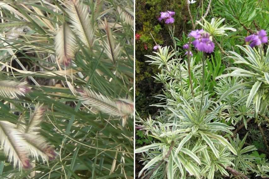 graminées pour jardin exposé plein sud