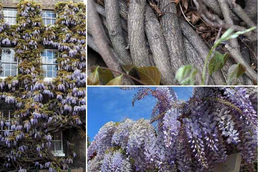 glycine de chine