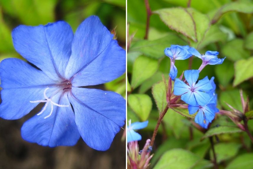 plumbago de Willmott 'Forest Blue'