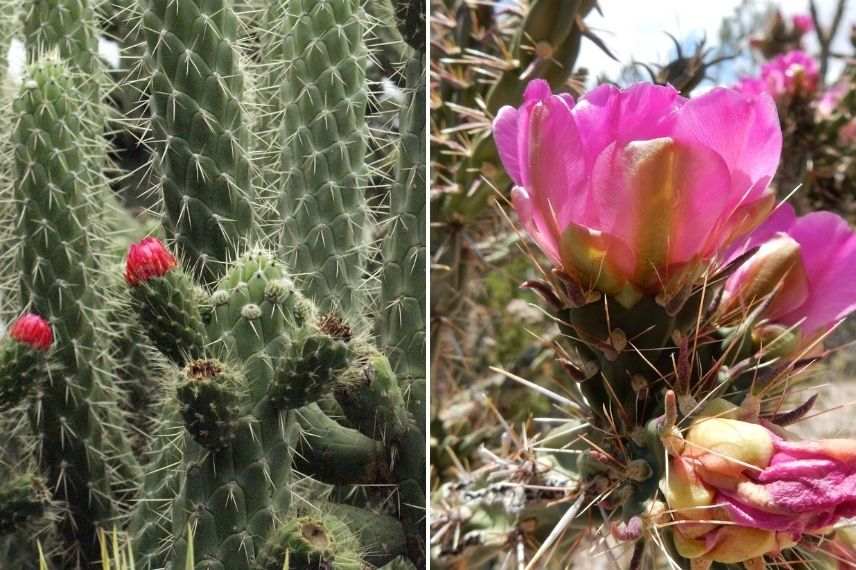 opuntia imbricata