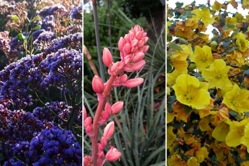 Plantes pour exposition sud méditerranéenne