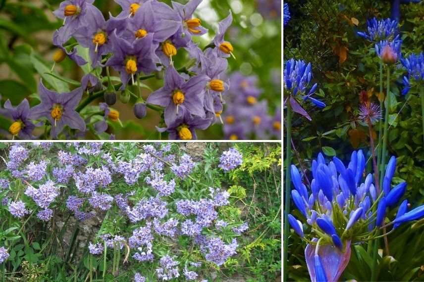 solanum glasnevin