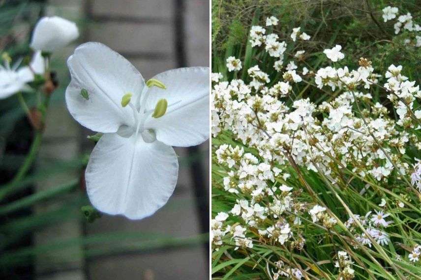 libertia Iris de Nouvelle-Zélande en pot