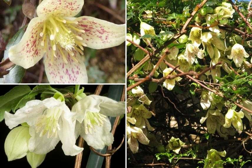 clematis cirrhosa