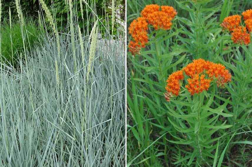 Leymus et asclepias