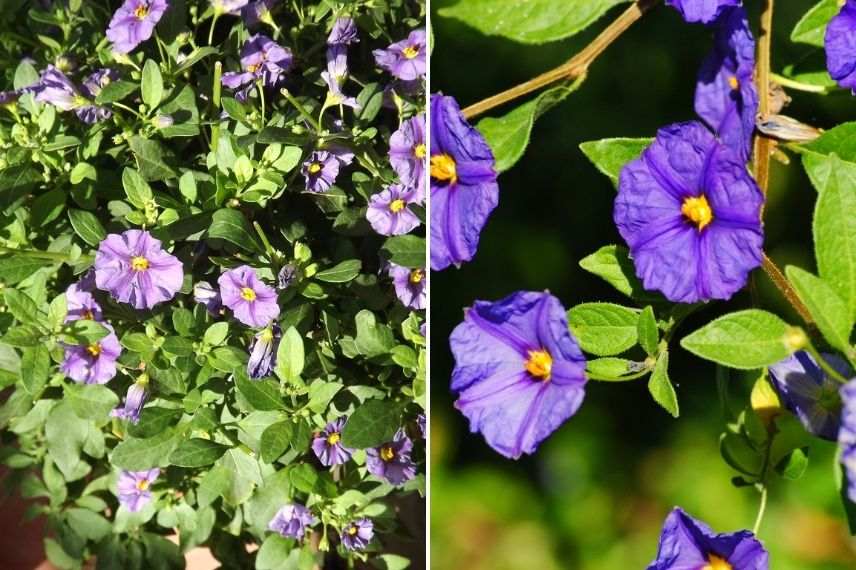 solanum rantonetti