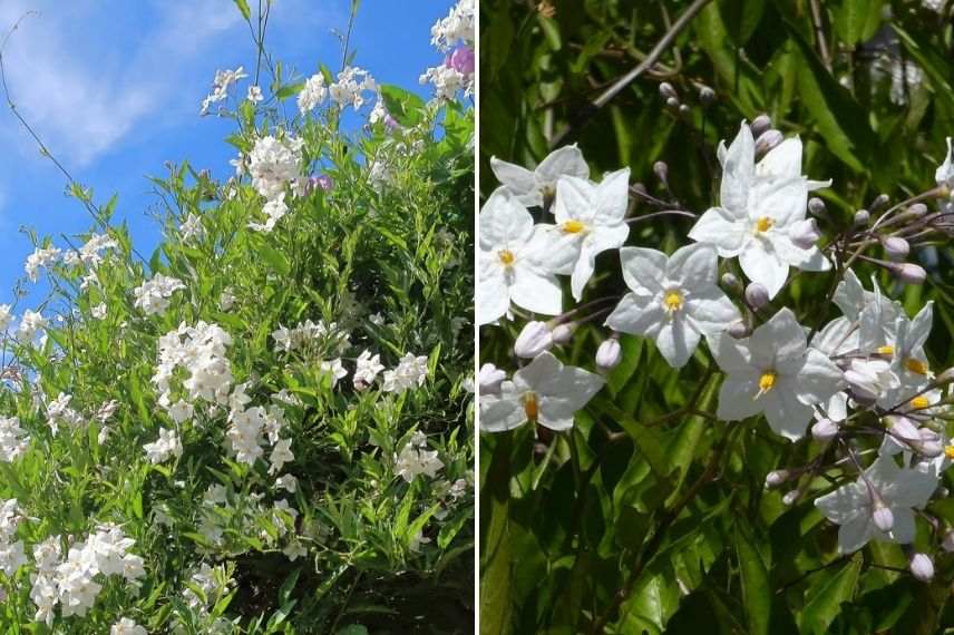 solanum jasminoides