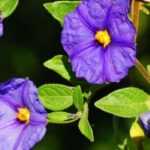 Cultiver un solanum en pot