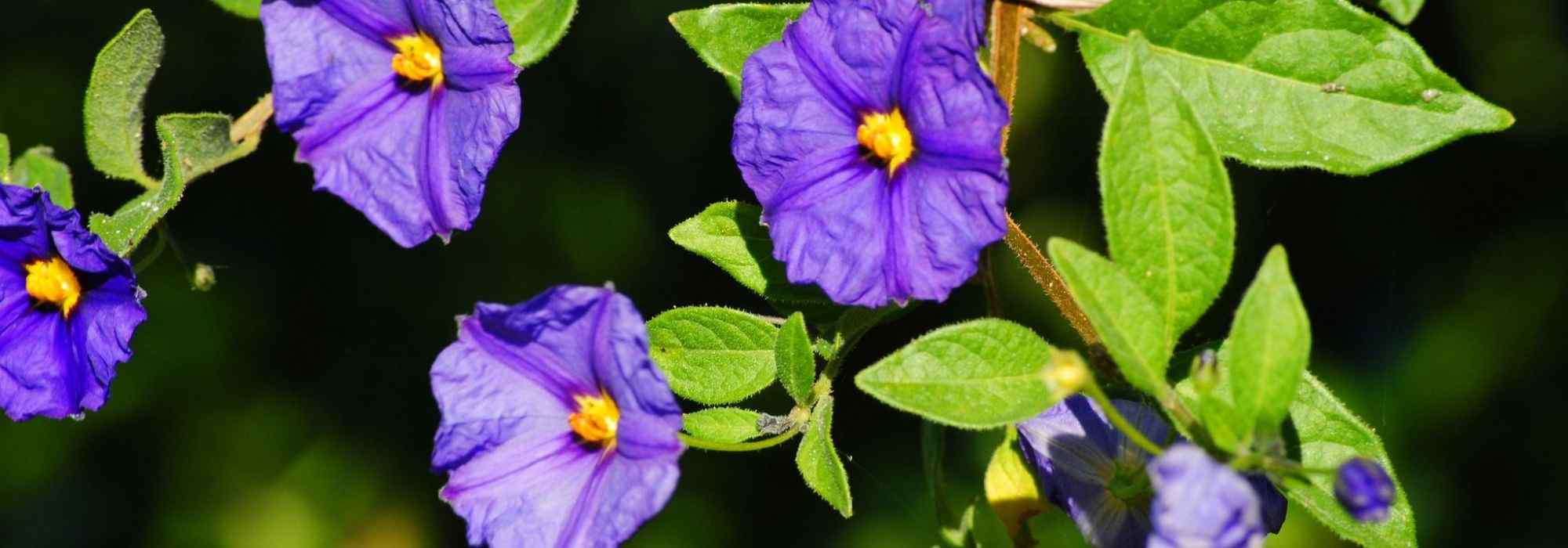 Cultiver un solanum en pot