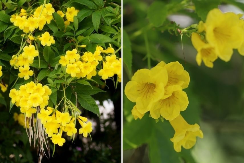 bignone a fleurs jaune